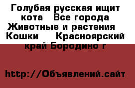 Голубая русская ищит кота - Все города Животные и растения » Кошки   . Красноярский край,Бородино г.